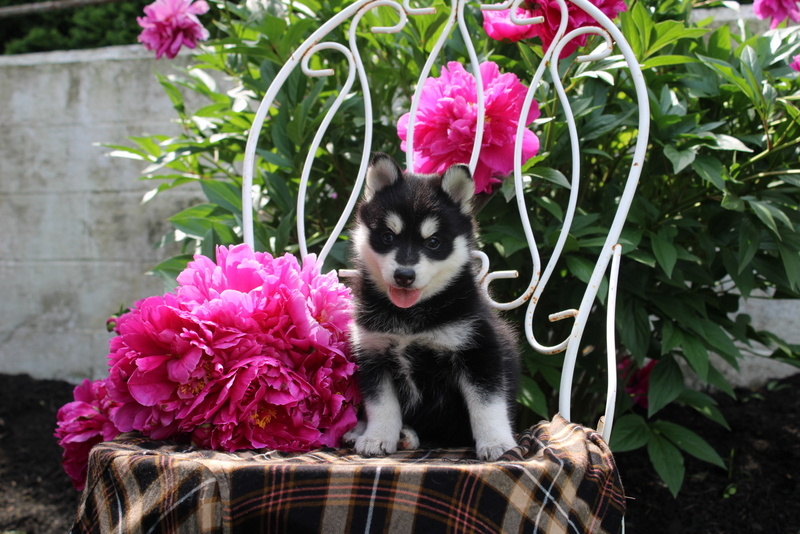 puppy, for, sale, Pomsky, Matthew B. Stoltzfus, dog, breeder, Gap, PA, dog-breeder, puppy-for-sale, forsale, nearby, find, puppyfind, locator, puppylocator, aca